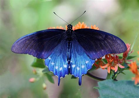 Pipevine Swallowtail Alabama Butterfly Atlas