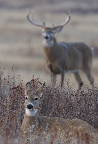 Whitetail Deer Breeding Pair This Doe Is In Heat And Bein Flickr