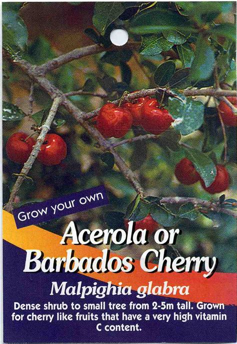 Acerola Or Barbados Cherry Malpighia Glabra