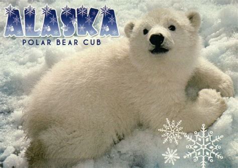 Polar Bear Cub Baby Animal Alaska Usa Ak Arctic Circle
