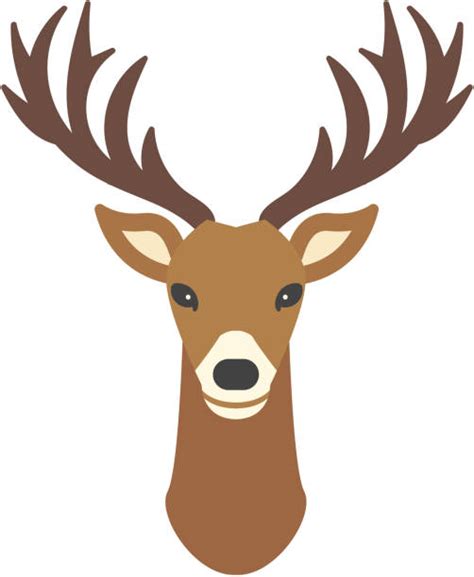 Best Funny Deer Hunting Cartoons Illustrations Royalty Free Vector