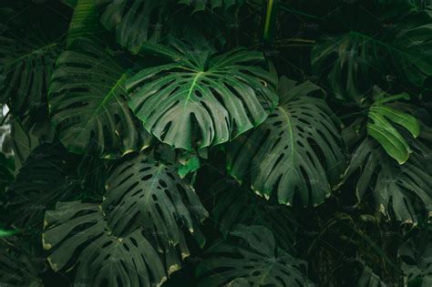 Monstera Palm Leaves Background High Quality Nature Stock Photos