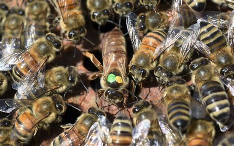Help For Honeybee Colonies Comes From Russia With Buzz