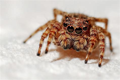Arachnids Spiders For Kids Interesting Facts About Spiders Science