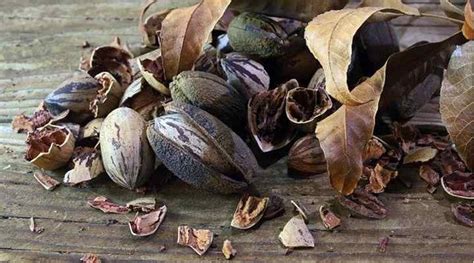 Hickory Nuts Identification And Types With Pictures