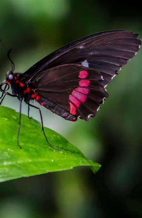 A Black And Red Butterfly About Wild Animals
