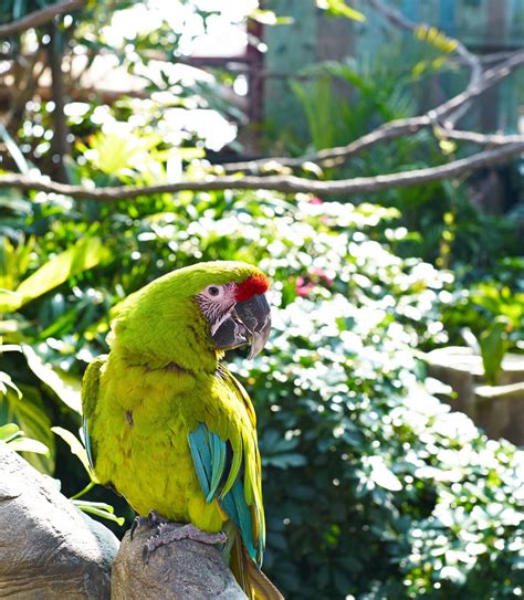 Birds and parrots make excellent pets, and they are fun to name. 100 Cute and Funny Pet Parrot Names - Bird Eden