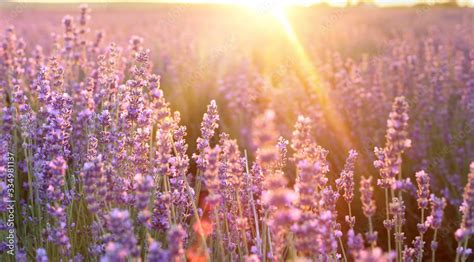 Lavender Fields Sunset