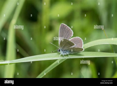 Small Blue Butterfly Cupido Minimus Sitting On A Blade Of Grass