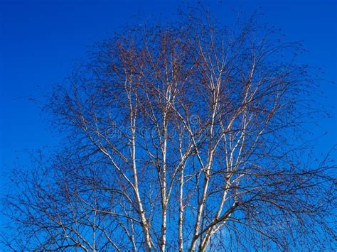 Silver Birch Tree In Winter With A Blue Sky Stock Photo Image Of