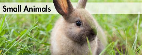 Check spelling or type a new query. Small Animals