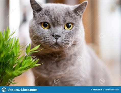 Close Up Of A Grey British Shorthair Cat Stock Photo Image Of Purr