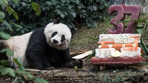 Jia Jia Sets Guinness World Record As Oldest Panda