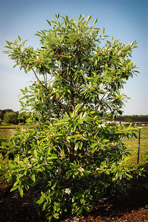 Sweetbay magnolia tree for sale. Green Shadow Sweetbay Magnolia For Sale Online | The Tree ...