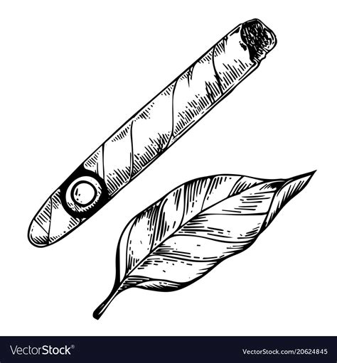 Cigar And Tobacco Leaf Engraving Royalty Free Vector Image