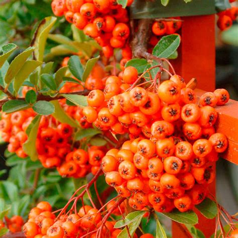 Pyracantha Plant Orange Glow View All Trees And Shrubs