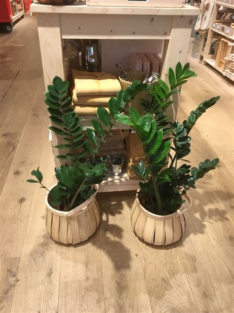 The flowers of this plant may actually detract from its ornamental features, so they can be removed as they appear. Royal Green Zamioculcas emerald palm, trendy hip, easy ...