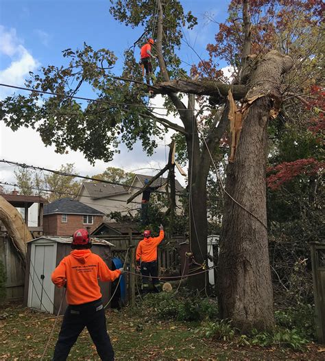 If a tree from your yard fell on a neighbor's home, your neighbor would file a claim. Emergency Storm & Tree Removal Services | Tree Doctors Inc.