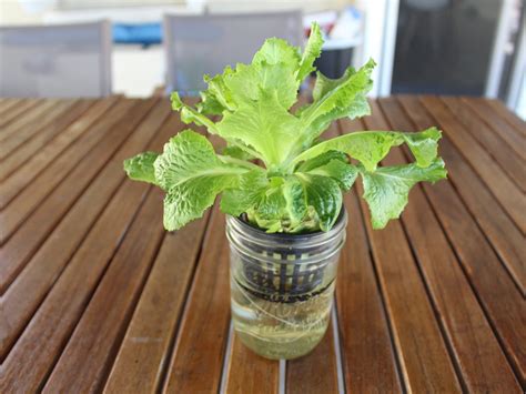 Regrow Romaine Lettuce From Store Bought Scraps Gardening Eats