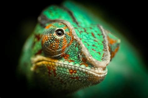 Chameleon Photo By Le Boulanger Nicolas National