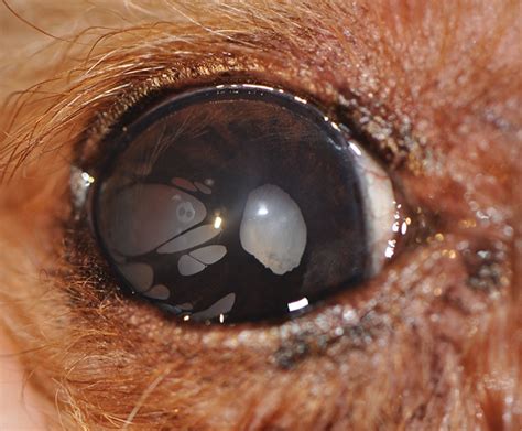 Diagnosing Acute Blindness In Dogs Todays Veterinary Practice