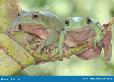 Two Dumpy Tree Frogs Resting On A Bunch Of Young Palms Stock Photo