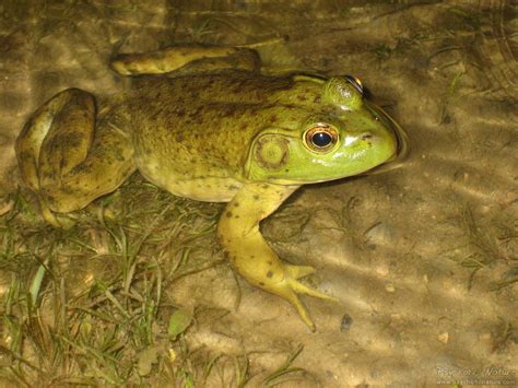American Bullfrog Lithobates Catesbeianus Psychotic Nature