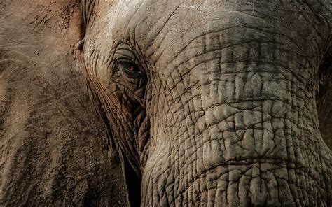 Download Kumpulan Wallpaper Hd Elephant HD Background ID