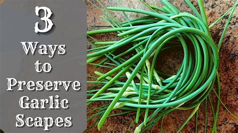 3 Ways To Preserve Garlic Scapes How To Preserve Garlic Scapes