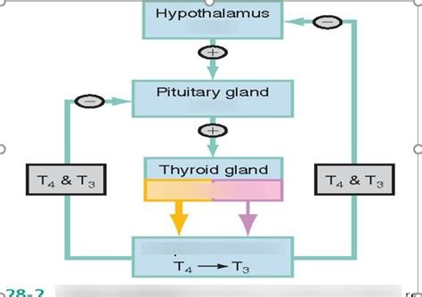 Thyroid And Antithyroid Drugs Hypothyroid Exam 1 Diagram Quizlet