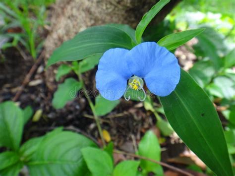 Un prato o un giardino fiorito sono una gioia per gli occhi e per il cuore. Polline Blu Di Giallo Del Fiore Del Dayflower Di Benghal Nel Giardino Fotografia Stock ...