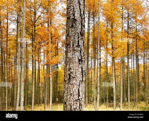 Line Of Trees Stock Photo Alamy