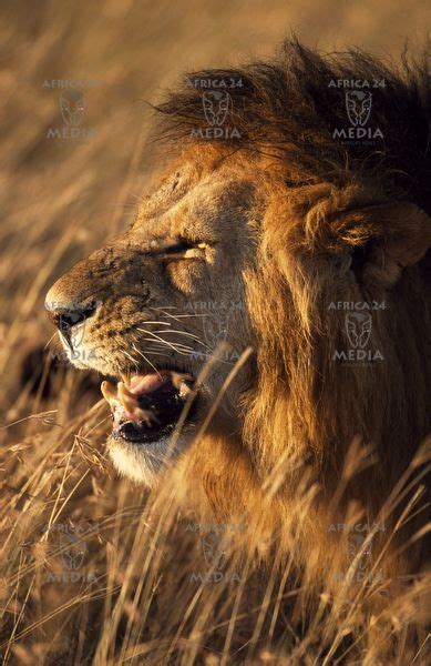 Africakenya A Closeup Of A Lion Which Is Commonly Reffered To As The