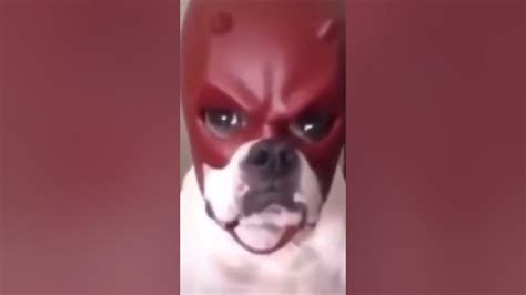 The Hound Of Hells Kitchen Daredevil Dog With Daredevil Mask Shorts