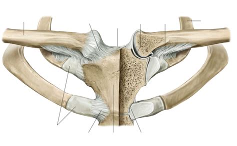 The Sternoclavicular Joint And Its Ligaments Anterior View Anatomy
