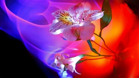 Abstract Beauty The Making Love Nature Flowers Hd Desktop Wallpaper