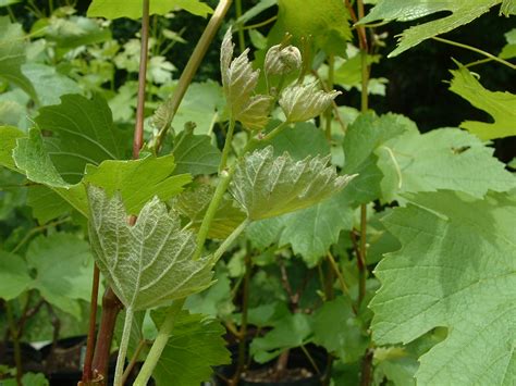 Grape powdery mildew is caused by the fungus uncinula necator. Virginia Grape Disease Updates: More discussion on powdery ...