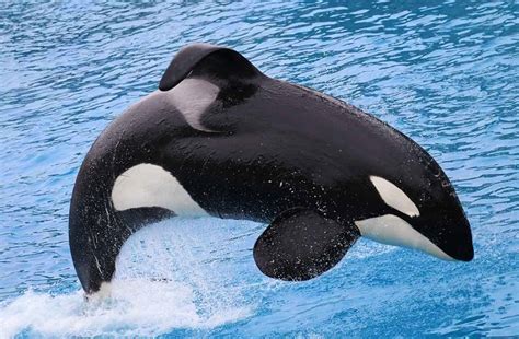 Fotos Da Baleia Orca