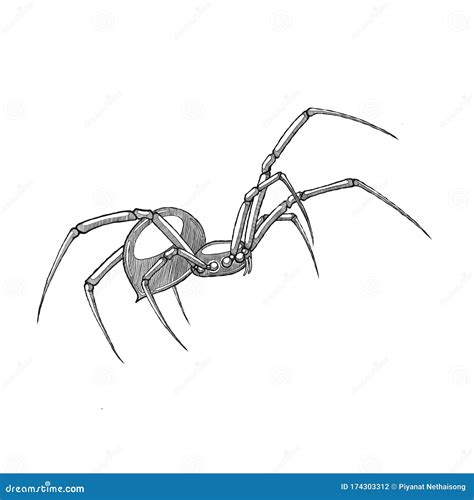 Black Spider Vector Hand Drawing Line Art Illustration Isolated On