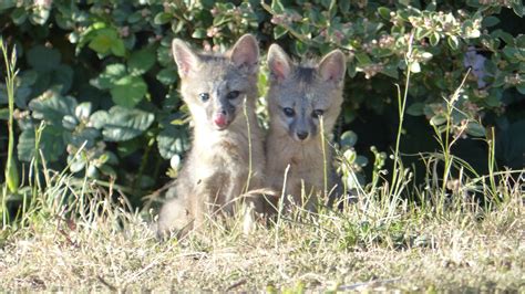 I Bet You Cant Get Enough Of Gray Fox Kits Mendonoma Sightings