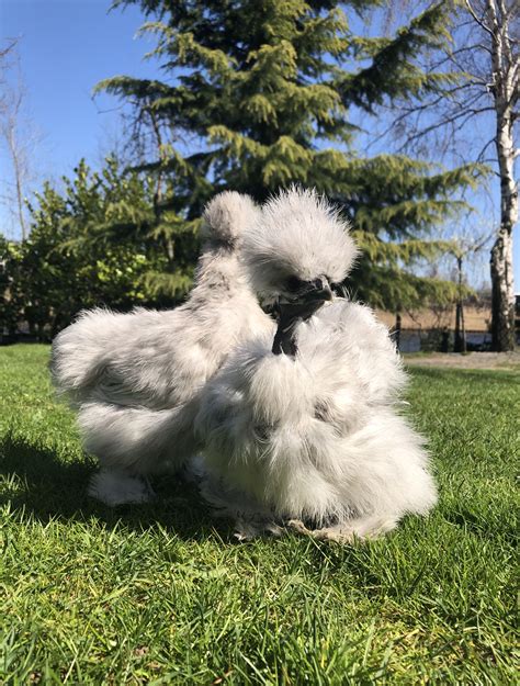 Splash Silkie And Showgirl With Images Pet Chickens Silkies