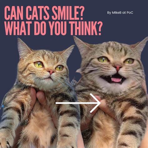 Can Cats Smile Advocating Animal Welfare