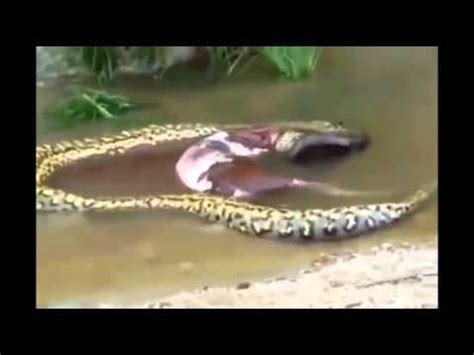 Enoqunt serpents dangereux plus grands serpents du monde housse de selle de vélo étanche housse de pluie siège de vélo avec cordon de serrage. Le Plus Gros Serpent Au Monde Trouve Au Bresil - YouTube
