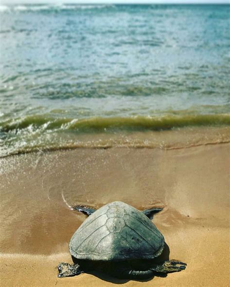 Sea Turtle | Turtle love, Sea turtle, Turtle