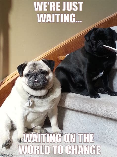 Pugs A Waiting Imgflip