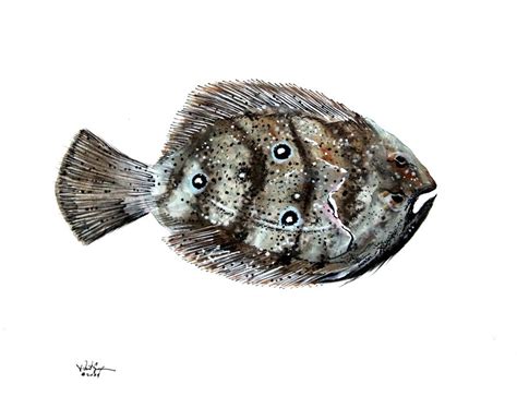 Gulf Flounder Painting By J Vincent Scarpace Fine Art America