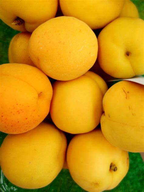 Free Images Food Produce Yellow Apricot Fruit Tree Apricots