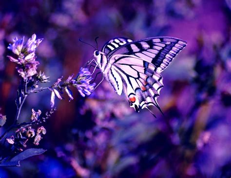 Butterfly Desktop Best Wallpapers Hd Collection