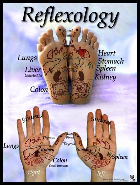 30 Hand And Foot Reflexology Chart In 2020 Reflexology Reflexology