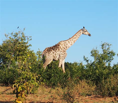 Fotos Gratis Naturaleza Aventuras Animal Fauna Silvestre África
